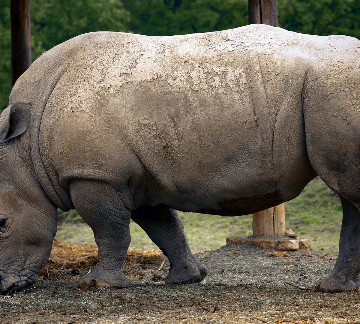 Extinção de Rinoceronte da Malásia