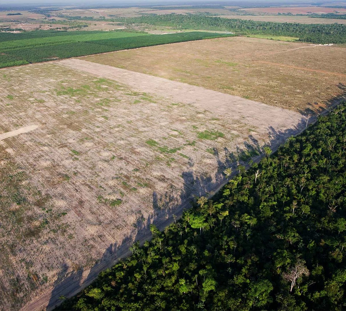 Desflorestação da Amazónia