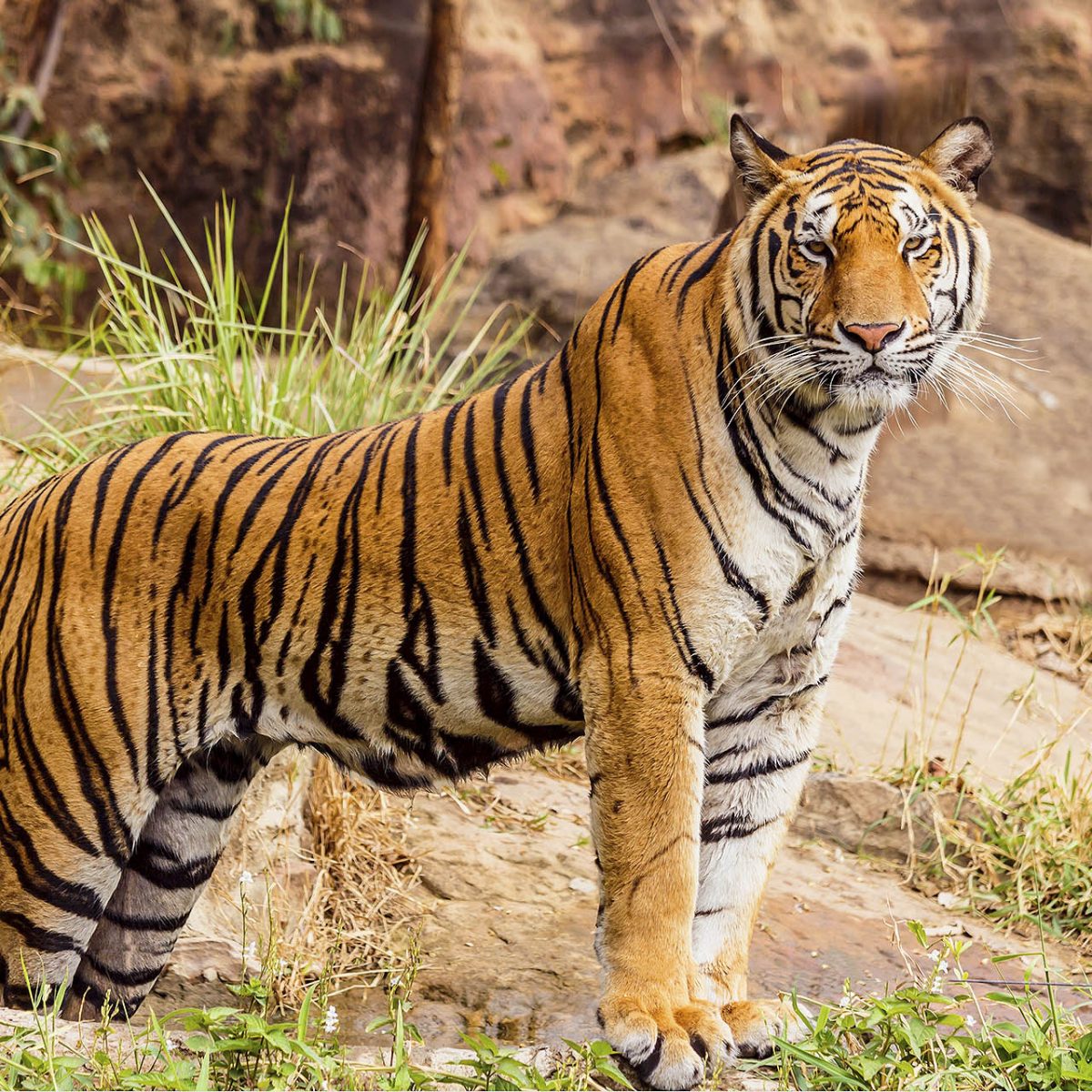População de Tigres Selvagens em crescimento